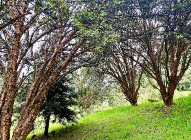 29_62912356b0e0a027754390